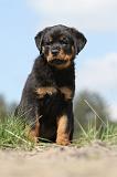 ROTTWEILER 196